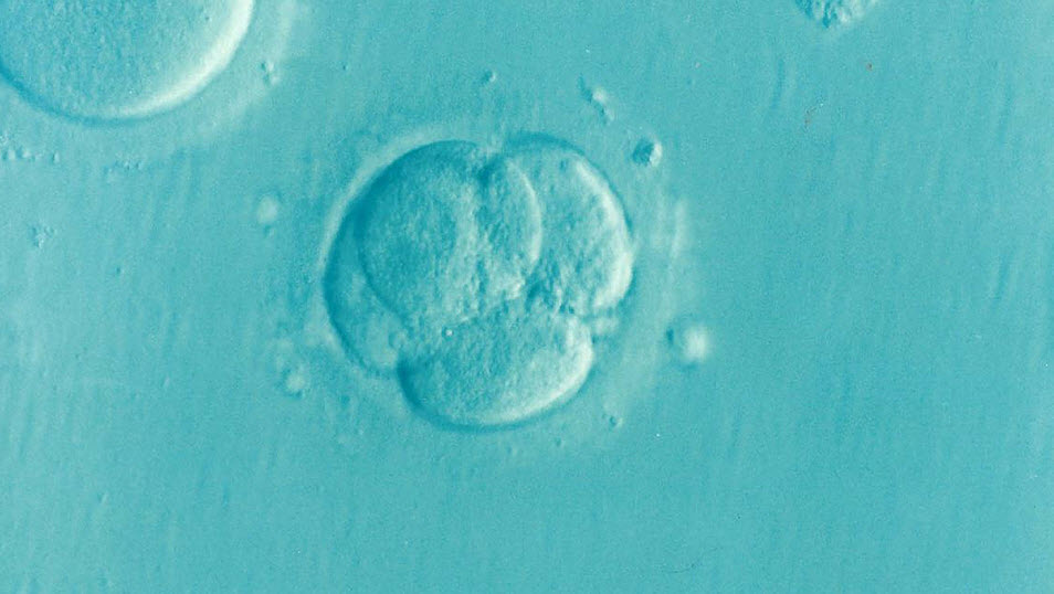 Embriones